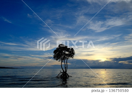 石垣島一本マングローブと秋雲の風景 石垣島一本マングローブと秋雲の風景 136750580