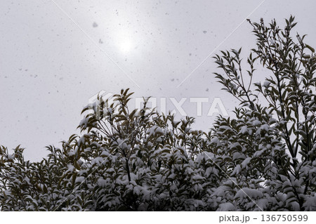 木の葉に降り積もる雪と雲の向こうの太陽の光 136750599