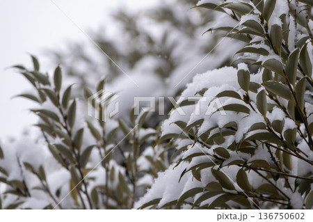 灰色の空と樹木の葉に降り積もる雪 灰色の空と樹木の葉に降り積もる雪 136750602