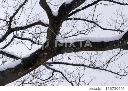 冬の枯れた木の枝に降り積もる雪 136750603