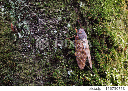 夏の陽射しや暑さを連想させる鳴き声　アブラゼミ 136750738