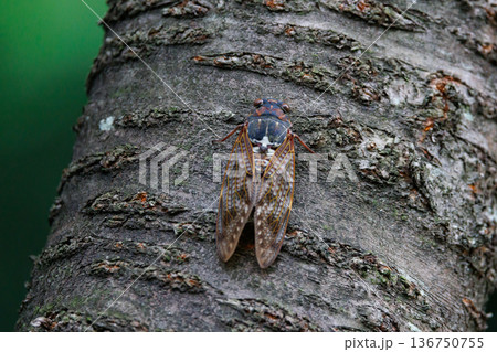 夏の陽射しや暑さを連想させる鳴き声 アブラゼミ 夏の陽射しや暑さを連想させる鳴き声 アブラゼミ 136750755