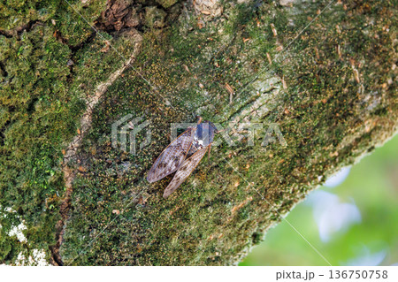 夏の陽射しや暑さを連想させる鳴き声　アブラゼミ 136750758