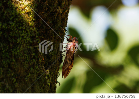 夏の陽射しや暑さを連想させる鳴き声　アブラゼミ 136750759