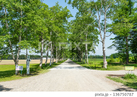 北海道 夏の十勝牧場 白樺並木 北海道 夏の十勝牧場 白樺並木 136750787