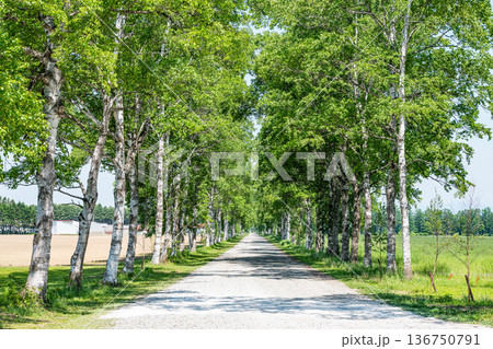 北海道　夏の十勝牧場　白樺並木 136750791