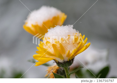 綺麗に咲いた花に降り積もる雪 136750797