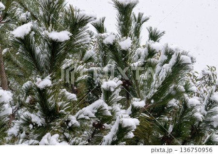 松の葉に降り積もる雪 136750956