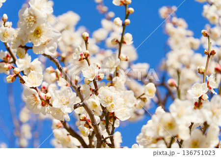 青空に映える白い梅の花 青空に映える白い梅の花 136751023