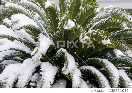 ソテツの葉に降り積もる雪 136751035