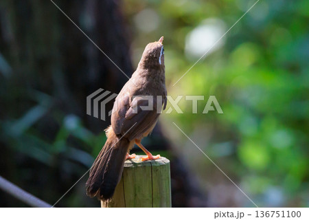 侵略的外来種で外来生物法では新たな飼育が禁じられているガビチョウ 侵略的外来種で外来生物法では新たな飼育が禁じられているガビチョウ 136751100
