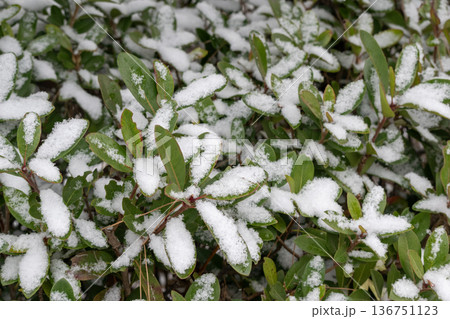 樹木の葉に降り積もる雪 136751123