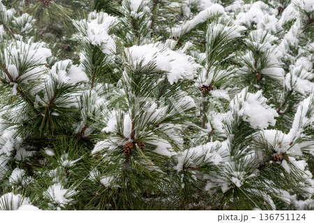 松の葉に降り積もる雪 136751124