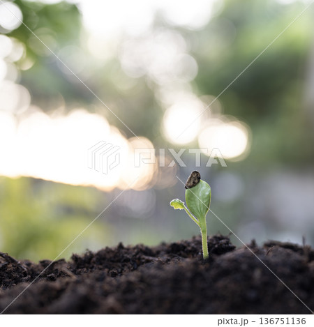 Pumpkin sprout seeding, backyard home gardening 136751136
