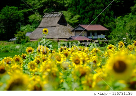 夏のひまわり畑と美山の里 136751159