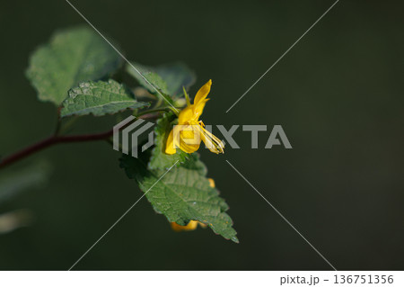 明るい黄色の花と赤褐色の種子が特徴の1年草　カラスノゴマ 136751356