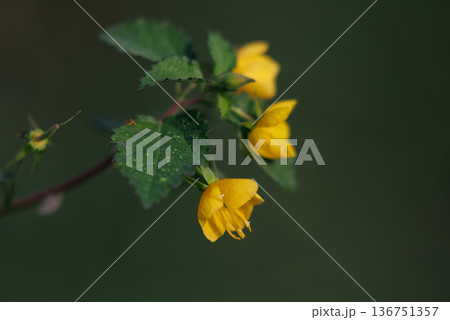 明るい黄色の花と赤褐色の種子が特徴の1年草　カラスノゴマ 136751357