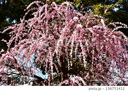 ピンク色の華やかな枝垂れ梅の花 136751412