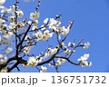 青空に映える白梅 136751732