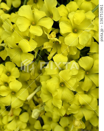 Close-up of bright yellow oxalis flowers. Close-up of yellow sorrel flowers. Close-up of bright yellow oxalis flowers. Close-up of yellow sorrel flowers. 136751961