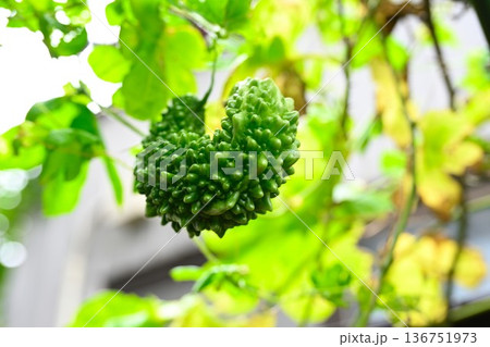 家庭菜園のゴーヤ 136751973