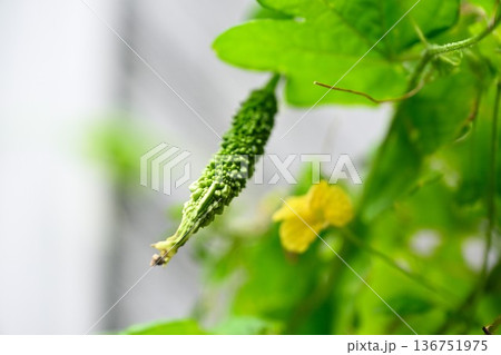 家庭菜園のゴーヤ 136751975