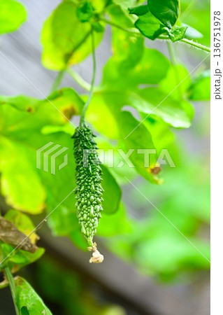 家庭菜園のゴーヤ 136751978
