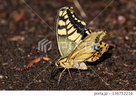 全体日記色が目立つ美しいアゲハチョウのタイプ種キアゲハ 136752216
