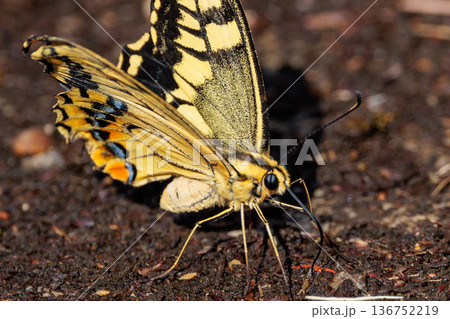 全体日記色が目立つ美しいアゲハチョウのタイプ種キアゲハ 136752219