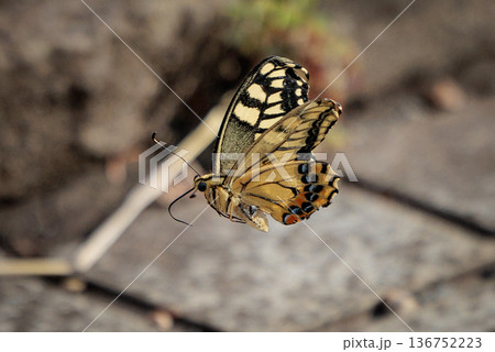 全体日記色が目立つ美しいアゲハチョウのタイプ種キアゲハ 136752223
