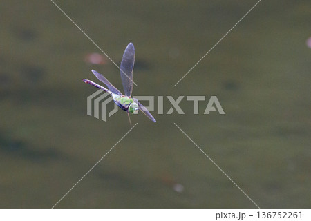 高速で巡回飛行する昆虫界最速の虫ギンヤンマ 136752261
