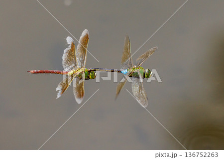 高速で巡回飛行する昆虫界最速の虫ギンヤンマ 136752263