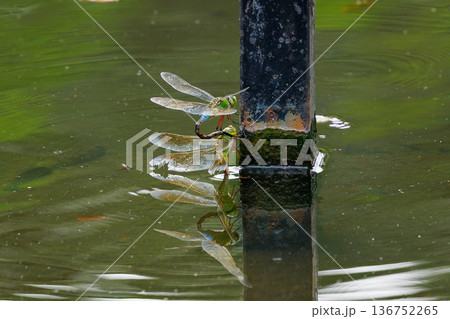 高速で巡回飛行する昆虫界最速の虫ギンヤンマ 136752265