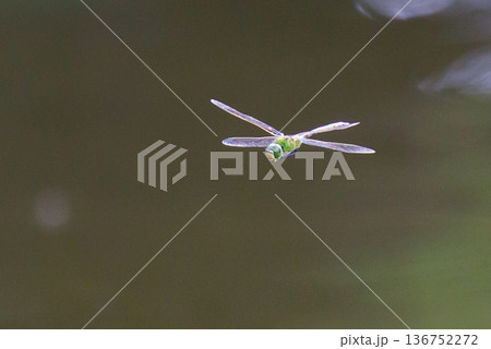 高速で巡回飛行する昆虫界最速の虫ギンヤンマ 136752272