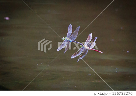 高速で巡回飛行する昆虫界最速の虫ギンヤンマ 136752276