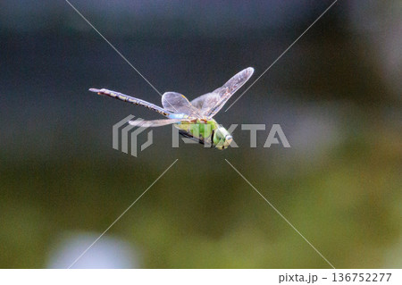 高速で巡回飛行する昆虫界最速の虫ギンヤンマ 136752277