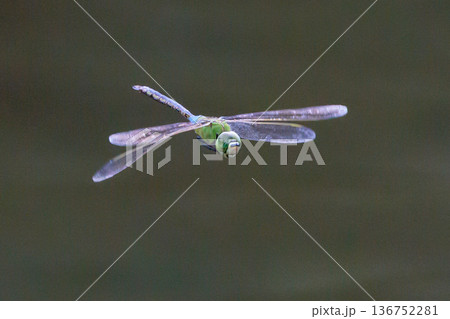 高速で巡回飛行する昆虫界最速の虫ギンヤンマ 高速で巡回飛行する昆虫界最速の虫ギンヤンマ 136752281