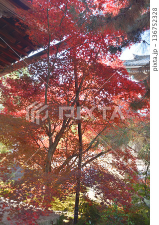 清凉寺の紅葉 136752328