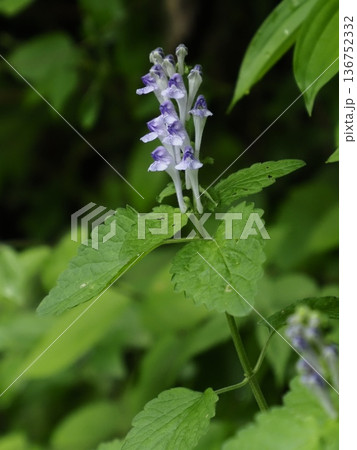 オカタツナミソウ 136752332