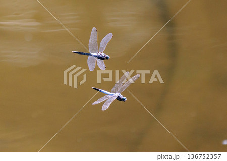 ツートンカラーの身近な蜻蛉シオカラトンボ 136752357