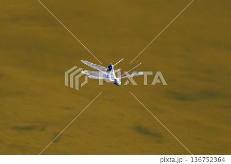 ツートンカラーの身近な蜻蛉シオカラトンボ 136752364
