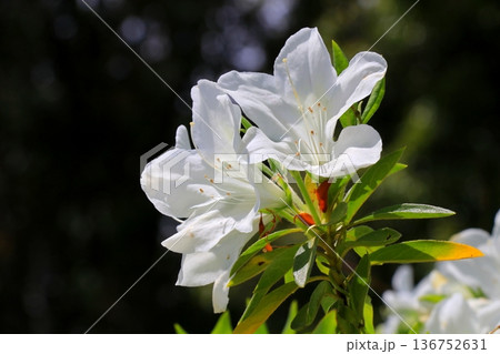 白いツツジ 136752631