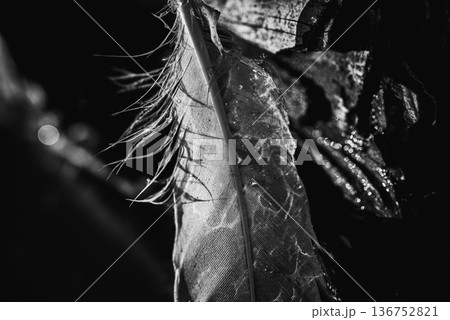 光の模様を映すハクチョウの羽根 136752821