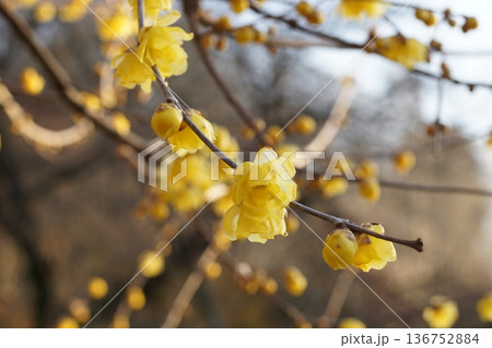 蝋梅（ロウバイ） 136752884