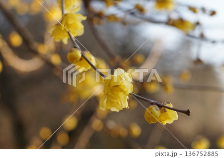 蝋梅（ロウバイ） 136752885