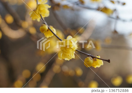 蝋梅（ロウバイ） 136752886