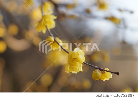 蝋梅（ロウバイ） 136752887