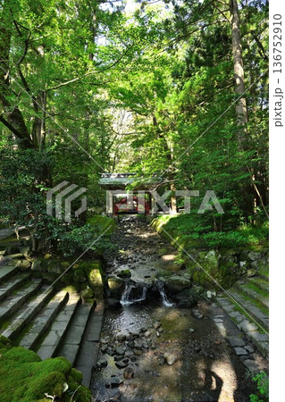 彌彦神社境内の玉の橋(新潟県弥彦村) 彌彦神社境内の玉の橋(新潟県弥彦村) 136752910