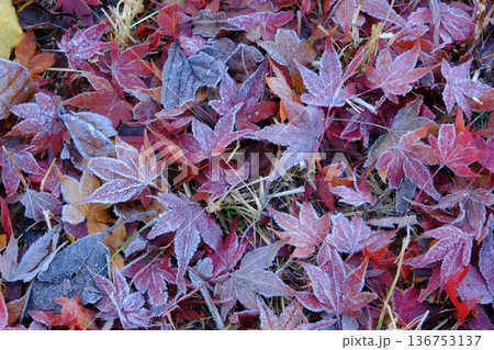 二十四節気の霜降の落葉イメージ素材 136753137