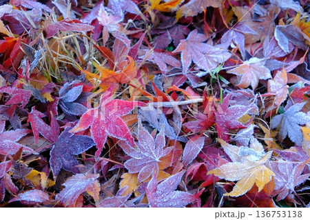 二十四節気の霜降の落葉イメージ素材 二十四節気の霜降の落葉イメージ素材 136753138